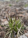 Image of Pennsylvania Sedge